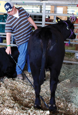 <i>Tyler Conti, a member of the Texas City Junior FFA, practices with his heifer “Fancy” before Saturday’s commercial heifer showing.</i>