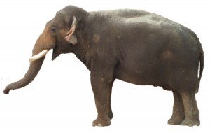 Houston Zoo elephant