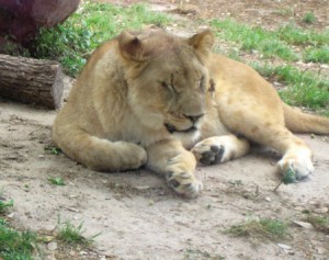 Lion at the Houston Zoo