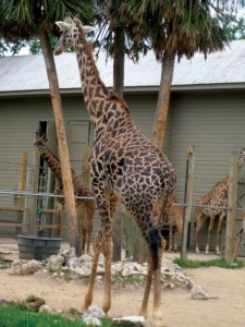 Giraffe at the Houston Zoo