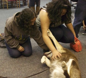 Newman the Husky enjoying a belly rub during UHCL's Study PAWS event.