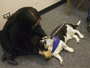A UHCL student plays with MacDuff the Basset Hound in the Neumann Library.