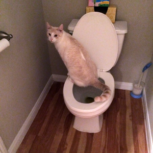 Image: Anna Ochoa, account executive at DISYS- IT Staffing and Servies, trained her cat Meesta to use the toilet while attending Texas State University. Photo courtesy of Anna Ochoa.
