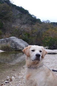 PHOTO: Maximus, Golden Retriever, at Lost Maples State Park. Photo by The Signal reporter Jackie Abatecola.