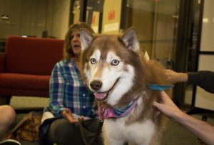 PHOTO: Her name is Denali, she is a Husky therapy dog. Volunteer for Faithful Friends. Photo by The Signal reporter, Isaly Flores.