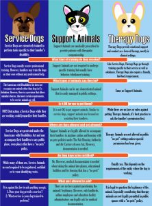 Infographic describing the similarities and differences between service dogs, support animals and therapy dogs. Graphic courtesy of The Signal reporter Micaela Kinsey.